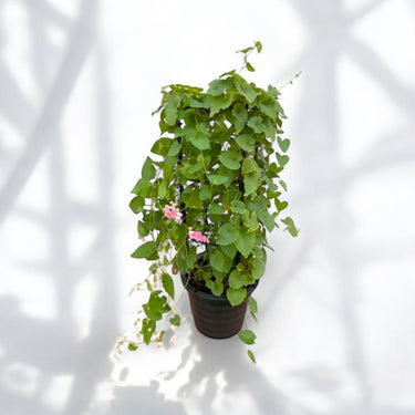 Antigonon Leptopus - Coral Vine - Mexican Creeper